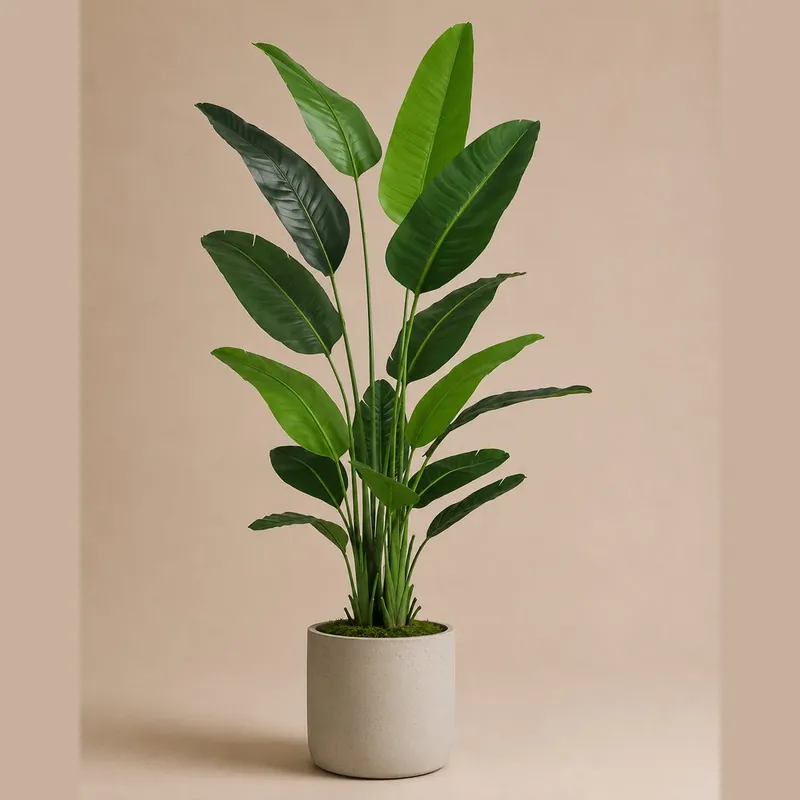 Banana Leaf Tree